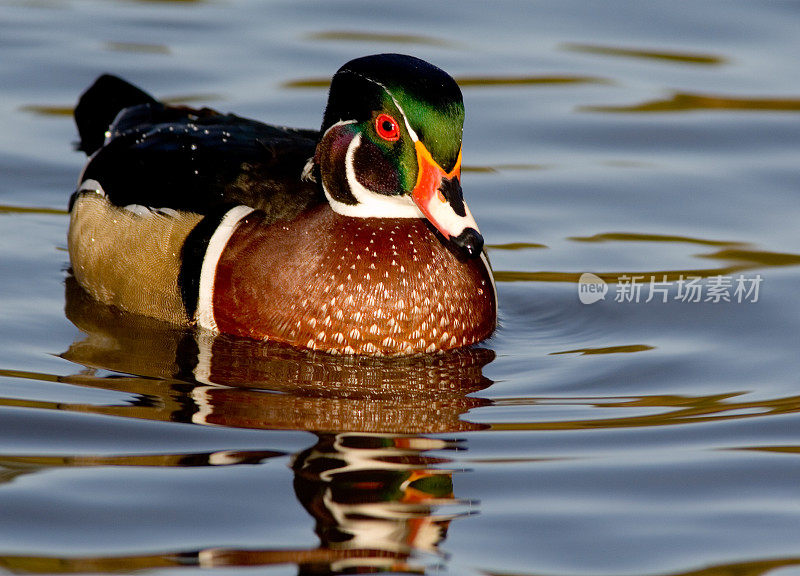 Woodduck -男性